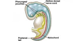 Notokord