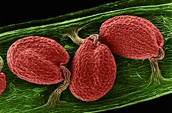 Bitkilerde Tohum Büyüklüğünü Kontrol Eden Yeni Bir Mekanizma Keşfedildi!