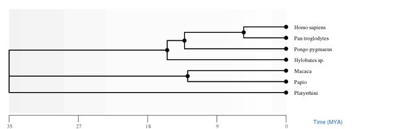 Bu çalışmada da benzerlik, 6.4 milyon yıl önce ayrıştığımızı göstermektedir ama yine de insan ve şempanze olması gerektiği kadar yakın akrabadır.