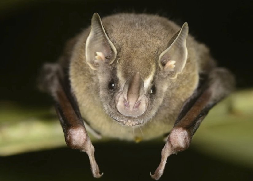 Thomas meyve yarasası (Artibeus watsoni) ve gözleri.