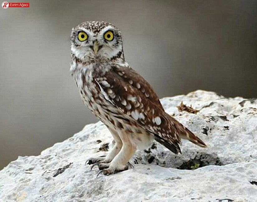 Gözlemlediğimiz küçük bir baykuş türü olan kukumav (Athene noctua). Kanatların gözlere olan benzeriliğine dikkat edin.