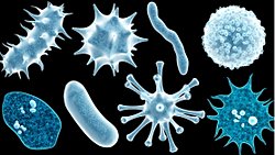 Akılları Karıştıran Soru: Virüsler Canlı Mıdır Yoksa Cansız Mı?