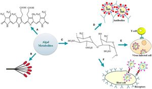 Marine Seaweed Metabolites Show Promise Against Cervical Cancer