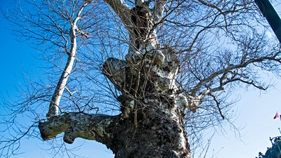 Doğu çınarı (Platanus orientalis)
