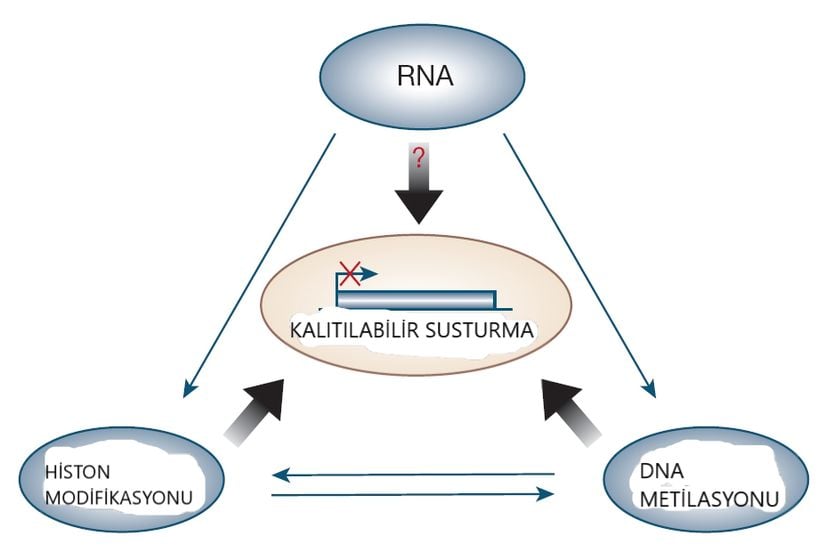 Görsel 1. Kalıtılabilir gen susturmasında RNA, histon modifikasyonu ve DNA metilasyonu arasındaki etkileşim.  Histon deasetilasyonu ve diğer modifikasyonlar, özellikle de histon kuyruklarında bulunan H3 histonu (H3-K9) artıkları içindeki lisin 9 metilasyonu, kromatin yoğunlaşmasına ve transkripsiyon başlangıcının önlenmesine neden olur. Histon modifikasyonları ayrıca DNA metiltransferaz enzimlerini çekerek sitozin metilasyonuna neden olur. Bu da, gen susturma ile ilgili bazı histon modifikasyon örüntülerinin daha sık yaşanmasıyla sonuçlanır. Maya mantarı ve bitkiler üzerinde yapılan deneyler, heterokromatik durumlar ve gen susturma süreçlerinde RNA müdahalesinin rolünü açıkça göstermektedir. Bu nedenle, daha üst düzey organizmalarda kalıtsal inaktifliğin RNA tarafından tetiklenmesinin bir rolü olabilir. Görsel Kaynağı: Egger, G. Epigenetics in human disease and prospects for epigenetic therapy. Nature 429, 457 (2004).