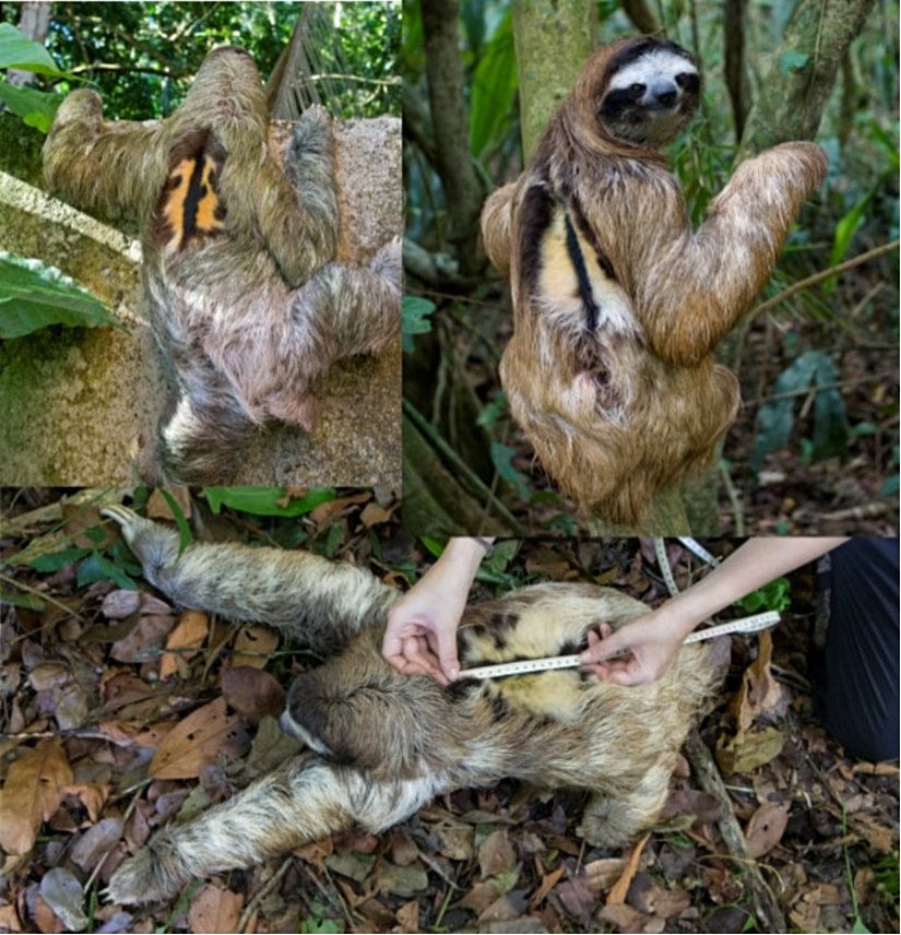 Bradypus variegatus'ın farklı tonları ve renkleri.