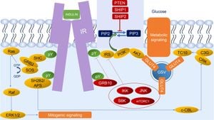 Temporal Insights Revolutionize Understanding Of Insulin Signaling