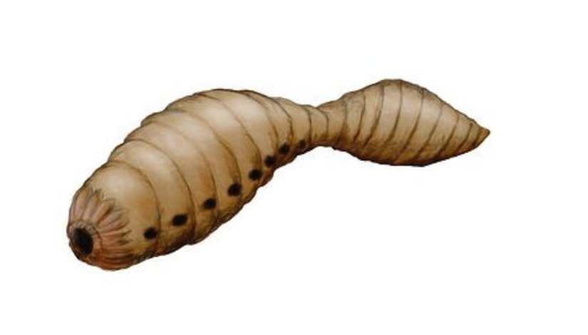 Vetulicolia (Oval Ağızlılar) şubesine ait bir türün şematik görüntüsü.