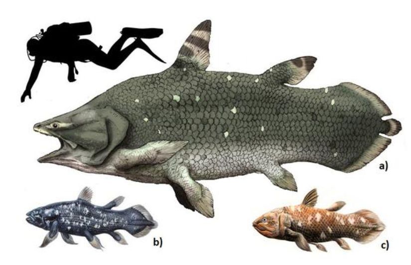 a) Mawsonia [Nesli Tükendi] b) Latimeria chalumnae [Hayatta] c) Latimeria menadoensis [Hayatta] sölekant türleri.