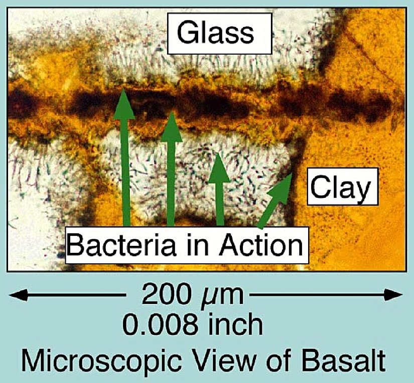 Bazalt yiyen mikropların şeması.