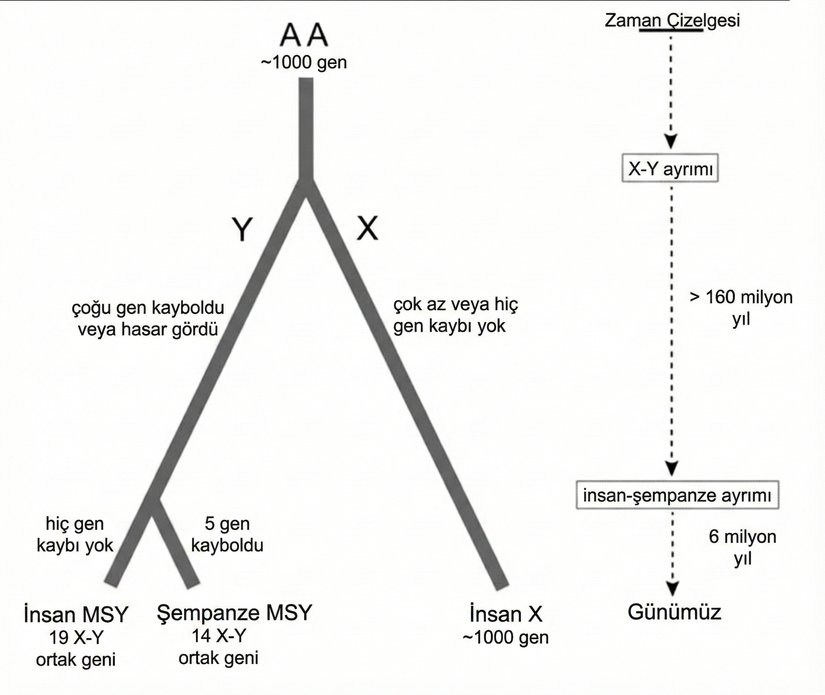 Şekil 3. Cinsiyet kromozomlarının evrimi boyunca insan ve şempanze soylarında MSY gen kaybı. Ağaç diyagramı, memeli cinsiyet kromozomlarının otozomal ataları (AA) ile günümüz insan X kromozomu ve insan ile şempanze Y kromozomları arasındaki evrimsel ilişkileri göstermektedir. Her bir kromozom için gen içeriği belirtilmiştir. Sağ tarafta, başlıca evrimsel olayların zaman çizelgesi gösterilmektedir (ölçekli değildir).
