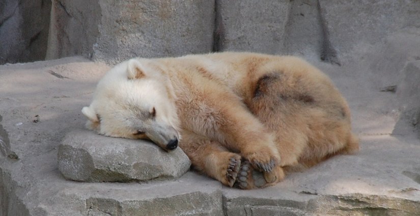 Grolar Bear(Botup Ayısı)