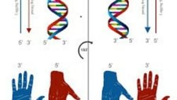 Canlı yapılanmasında neden daima sol -elli(left-handed) aminoasitler kullanılmakta?