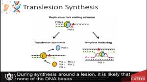 New Structural Insights Into Error-Prone DNA Synthesis By Polymerase θ