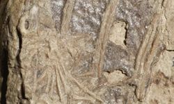 Bilim İnsanları, Dinozor Tarafından Yenen Memelinin İlk Keşfini İddia Ediyor