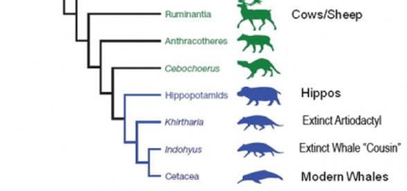 Catacea ve diğer memeliler akrabalık ilişkisi
