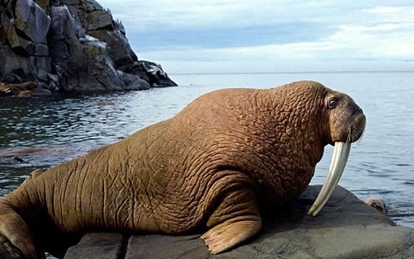 Bu havalı uzun dişler günümüzde morslarda da bulunmaktadır