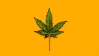 Tıbbi Kenevir Tartışması: Psikiyatrik Hastalıklarda İşe Yarıyor mu?