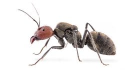 Camponotus Singularis