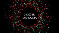 C-Değeri Paradoksu: Genom Büyüklüğü, Neden Her Zaman Evrimsel Akrabalığı Yansıtmıyor?
