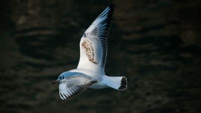 Martıgiller (Laridae)