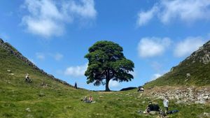 Trial Begins For Men Accused Of Cutting Down Iconic Sycamore Gap Tree