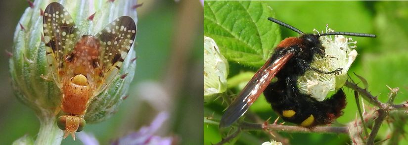 Xyphosia sp. (Tephritidae) ve Scolia hirta (Scoliidae).