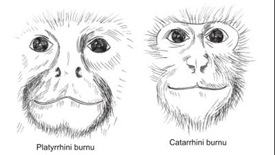 Aşağı Burunlu Maymunlar (Catarrhini)