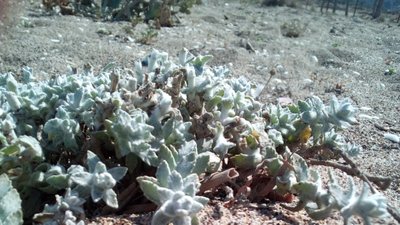 Çocukotu (Otanthus maritimus)