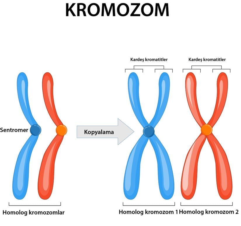 Homolog Kromozomlar