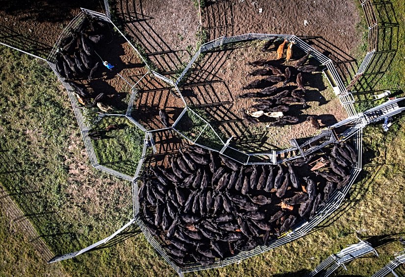 Avustralya'nın Gunnedah kentindeki besi hayvanları