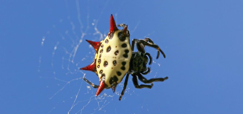 Gasteracantha familyası örümceleri, uysal örümceklerdir. Sadece tehlike altında hissetiklerinde ısırırlar.