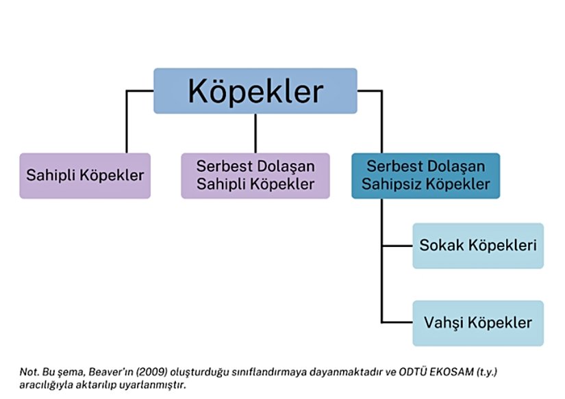 Şekil 1: Köpeklerin Sınıflandırılması