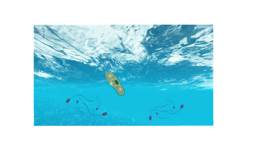 Rafting turnuvalarına katılsın diyorum, ne dersiniz?