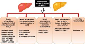 Novel Genetic Variant Linked To Liver Health Identified In Ryukyu