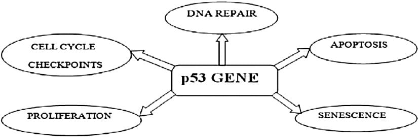 P53 geninin aracılık ettiği fonksiyonlar. Hücre döngüsü durmasına, hücresel yaşlanmaya, DNA onarımına, farklılaşmasına ve hücre ölümüne (apoptoz) yol açan çok çeşitli hücre sinyalleme mekanizmalarında önemli bir rol oynadığı görülmüştür.