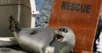 Arctic seals, more than half of bird species on latest threatened list