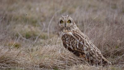 Kır baykuşu (Asio flammeus)