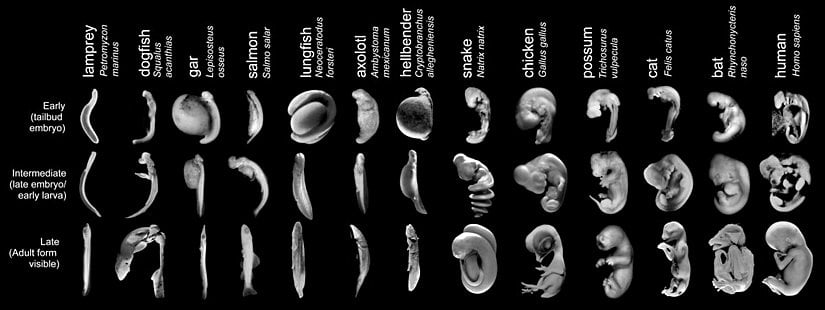 Farklı canlı türlerinin 3 ayrı evredeki embriyo karşılaştırması...
