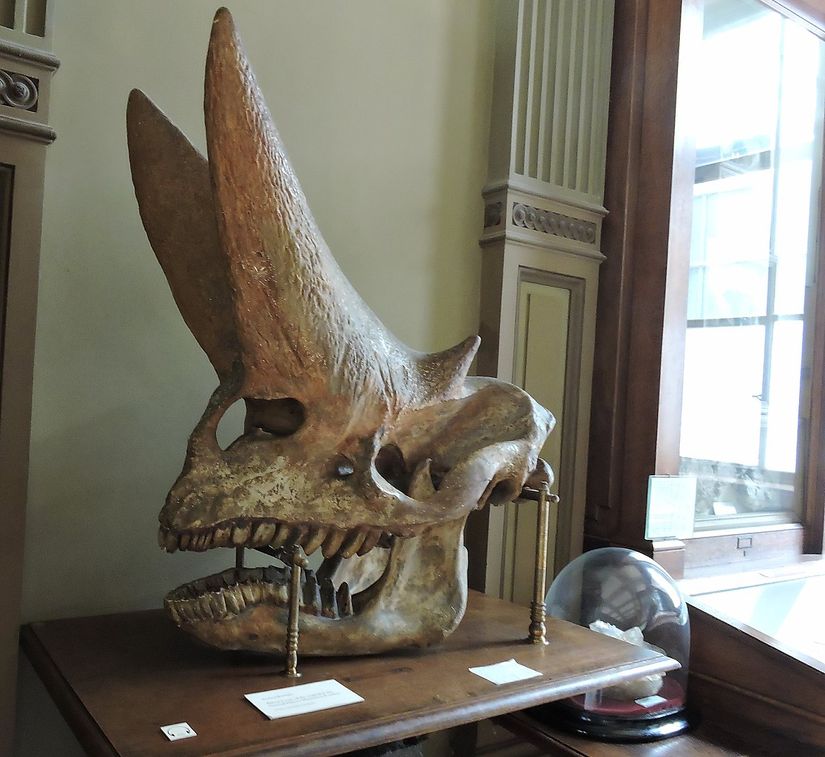 Arsinoitherium Kafatası