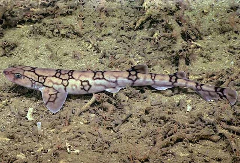 Normal ışık altında scyliorhinus retifer