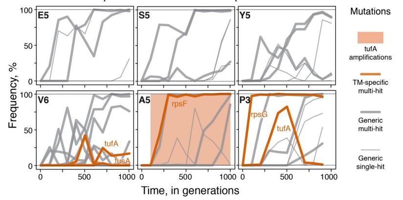 Evrimleşen popülasyonların mutasyonel değişimleri. Her bir çizgi, tekil bir mutasyonun frekans değişimini göstermektedir. Gölgeli olanlar, tufA geninde çoğalma tespit edildiği anlamına gelmektedir.