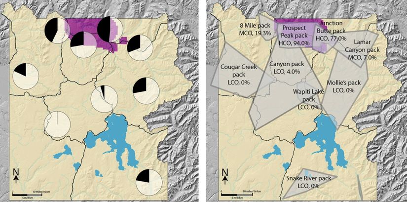 Pumalar ile kurtlardaki T. gondii seroprevalansı arasındaki ilişkiyi gösteren harita. Puma yoğunluğunun yüksek (≥1.8/100 km2) olduğu alanlar mor ile temsil edilmektedir. Dairenin içerisindeki siyah dilim ise kurtlardaki T. gondii pozitiflik oranını temsil etmektedir.