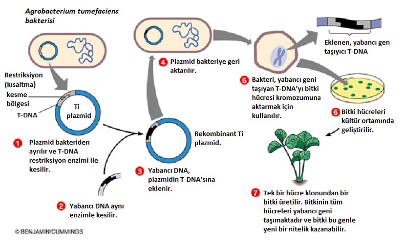 Görsel 2. Bitkiye Gen Aktarımının Şematik Gösterimi (Kaynağından Türkçeleştirilmiştir)