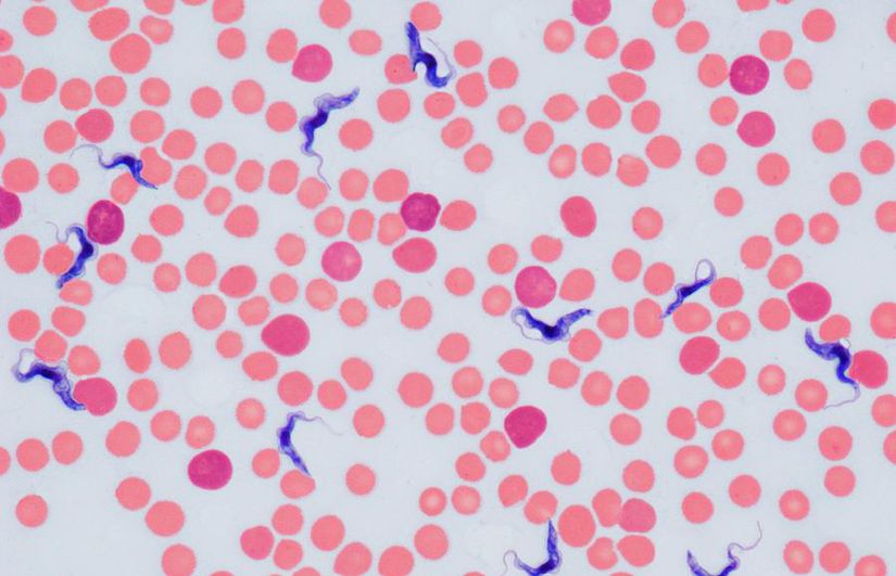 Işık mikroskobu altında Trypanosoma cinsinin görünümü.