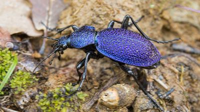 Menekşe karafatma (Carabus scabrosus)