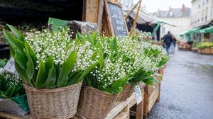 Lily Of The Valley Tradition Blooms On May Day