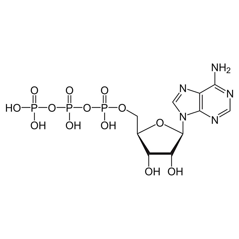 Şekil 14. ATP molekülü