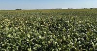 Tariff revenue to fund farmer bailout, Trump says