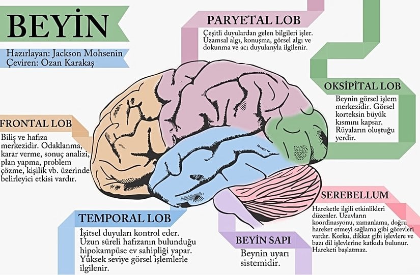 Yazının geri kalanında okurun gözünde belirli alanlar canlandırılabilsin diye yeni başlayanlar için beyin
